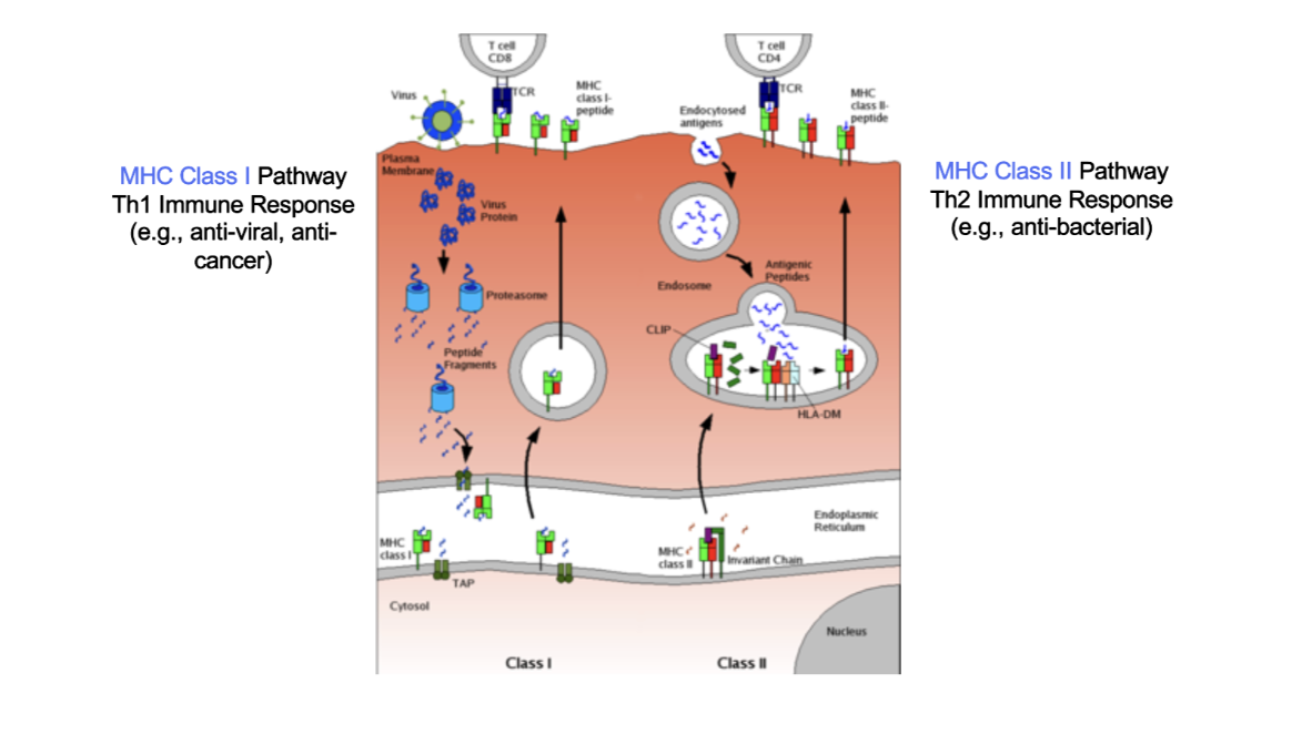 Restoring Immune Recognition in Cancer